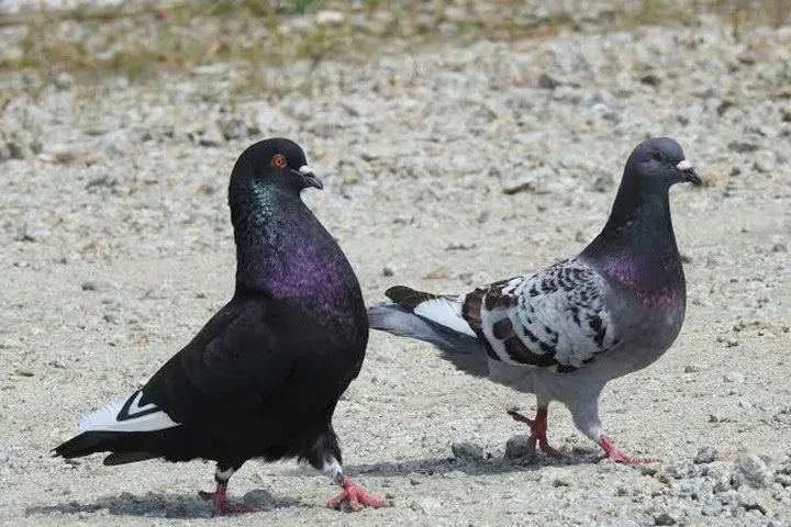 Göyərçinlər